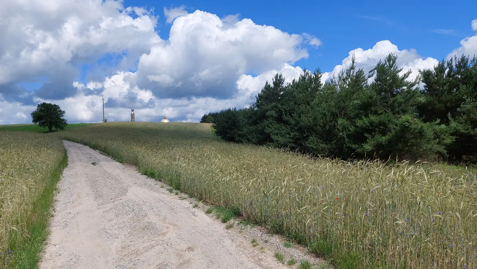 Działka budowlana 0,56 ha, Licheń Stary